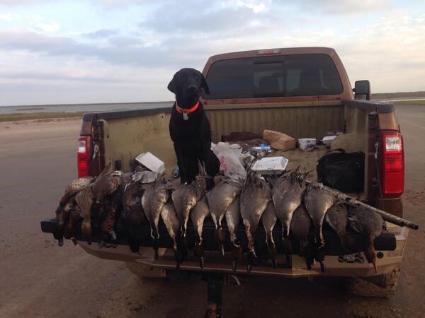 whistlingwings2's tweet photo. 6 man limit. #texascoast http://t.co/ec6RLIz82F