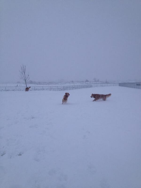 These dogs had a good run in the dog park before the snowstorm.