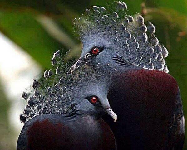 Ayrı yönlere bakıyoruz ama aynı gövdedeyiz.
Ayrı dallarda ama aynı ağaçtayız.
Ayrı ağaçlarda ama aynı köklerdeyiz.