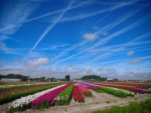 JoeMomasNuts's tweet photo. #LOOKUP Tell Me This Is Okay!?? #Chemtrails http://t.co/ZrUxAMqv2l via @CAchemtrails @WhiteSkyBlues