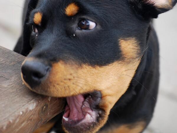 CoolXDogs's tweet photo. Puppies have 28 baby teeth that usually fall out at 6 months of age. #dogfact #puppies http://t.co/mm3r7M8bAH