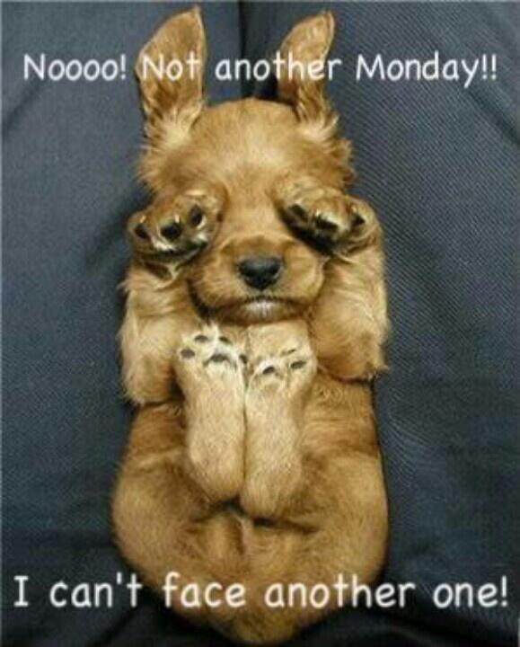 CoomberWines's tweet photo. Don't hide this #Monday - only two weeks left until the #NewYear, get out there &amp; #MakeItHappen!! #AnimalLovers http://t.co/HsIFpHllgd
