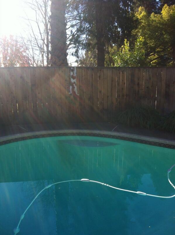 MoniqueGigz's tweet image. My sisters cat trying to escape lol #stinx