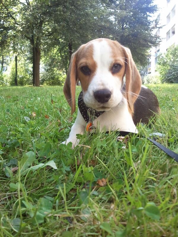 Ich will Sommer,  Sonne,  Sonnenschein!