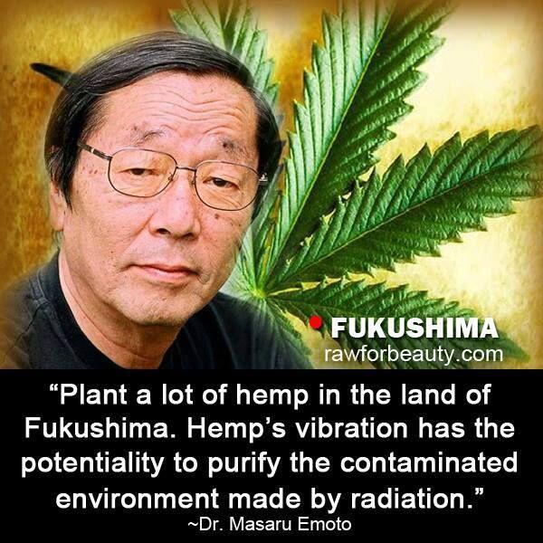 Ganja memiliki potensi untuk memurnikan lingkungan yang terkontaminasi akibat radiasi. -- Dr. Masaru Emoto #pictweed