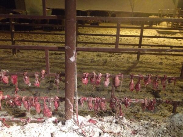 Brea_66's tweet photo. Jingle balls! #ChristmasDecorations #Farmlife #Feedlot #Bulltesticles #countrygirl http://t.co/7bEj1owIOb