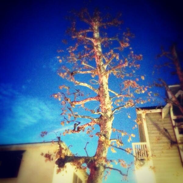 JenCastle's tweet image. #CoolTree #RandomNeighborhood.
