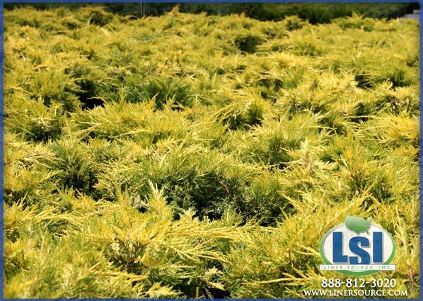 LinerSource's tweet image. Juniper Gold Lace #linersource #juniper