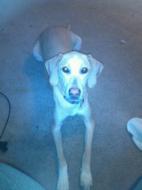 I think she is bored. Molly is laying at my feet as I do work.