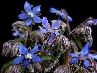 花言葉ラボ Hanarabo11 Twitter