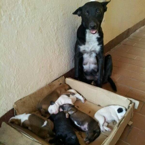 fundapegate's tweet photo. Se necesita temporal para esta perra y sus cachorros. Quien la rescato no puese tenerla xq sus perros no los aceptan http://t.co/SNd0Cvaw9Q