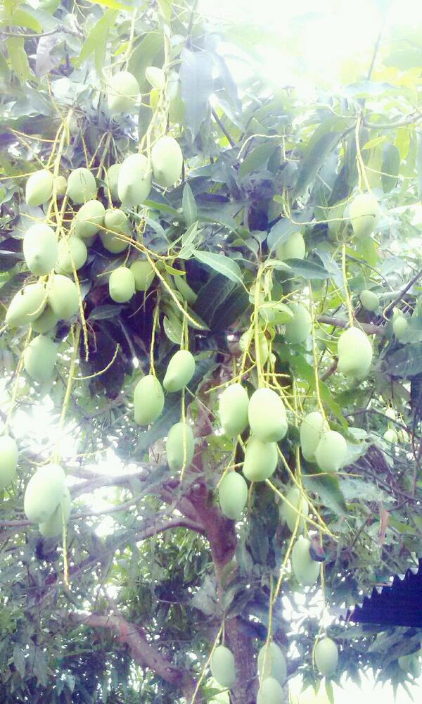 godheode's tweet photo. Panen panen mangga dodol menado aseeeekkkj http://t.co/s5CyPbiYva