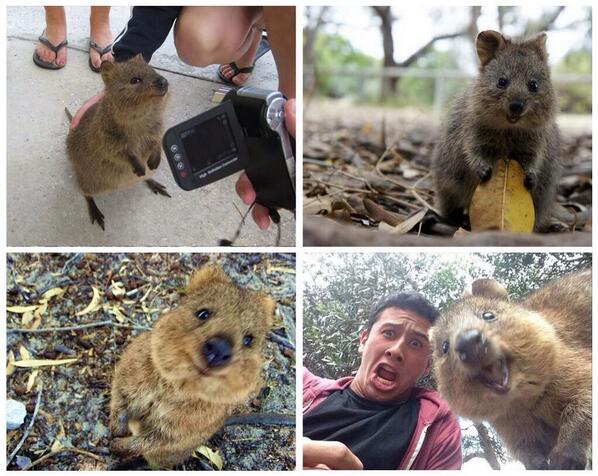 khaledaz99's tweet image. "الكوكا" من أكثر الكائنات الحية لطفا. هو من فصيلة الكناغر ويعد من الحيوانات القليلة التي لاتخشى الإنسان.