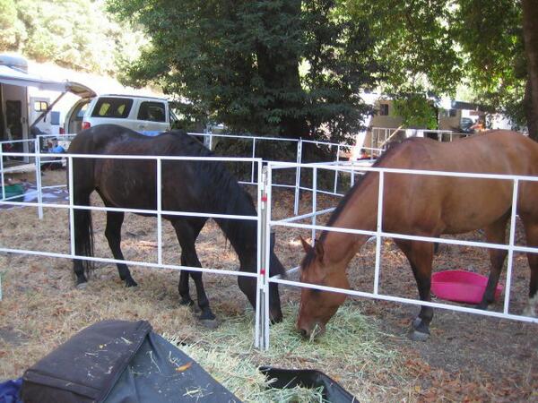 Corrals2Go's tweet photo. 1st EVER Corrals 2 Go! Online Special—50% Off Freight!  http://t.co/xAuZ5uyFtB—great portable #horse #corral #deal http://t.co/UBvw84kT2U
