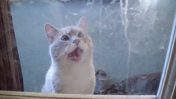 Gibson from SteveCash83's Talking Kitty Show! He's my favorite!