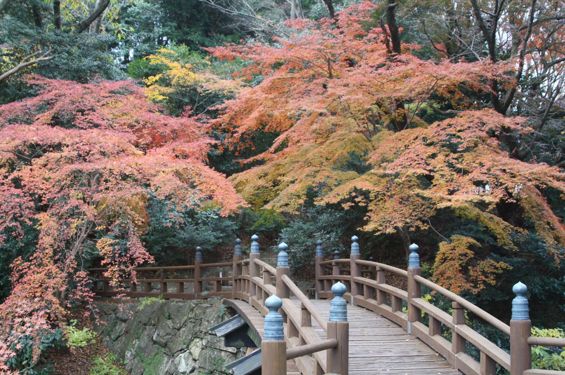 浜松市美術館 日中 風が無いので昼休みに久しぶりに浜松城公園内を散策しました こんな寒い時期に紅葉 っていう人がいるかもしれませんが 浜松城公園の木橋付近は今が見頃なんです ポカポカ陽気の時には 美術館の館蔵品展を見ながら 散策に出掛けてみ