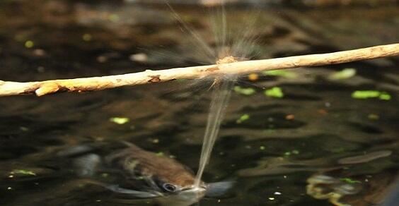 greenMe_it's tweet image. I #superpoteri del #pesce arciere: spara getti d&apos;acqua per abbattere le #prede (#VIDEO) - ow.ly/2CaY9m