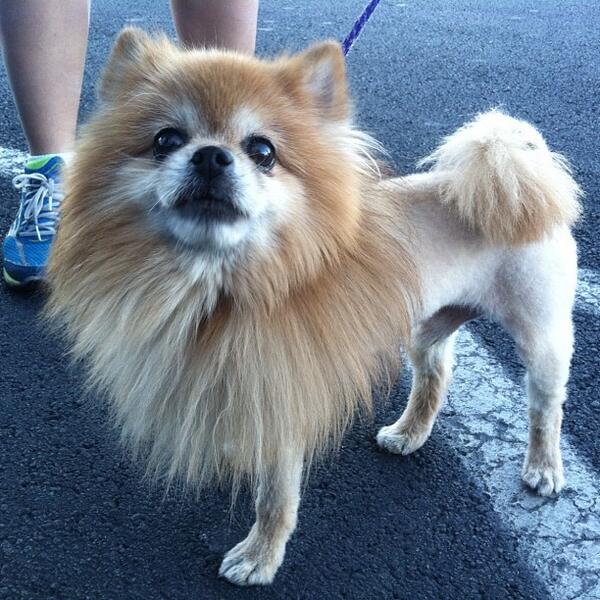 AnimalLeague's tweet photo. In Spring 2014, our Tour For Life adoption trips begin again! Check out the calendar here: http://t.co/35aGaPoYBb http://t.co/ZJuc8XIH4m