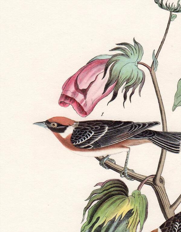 Audubon Collector (AudubonEric) Twitter