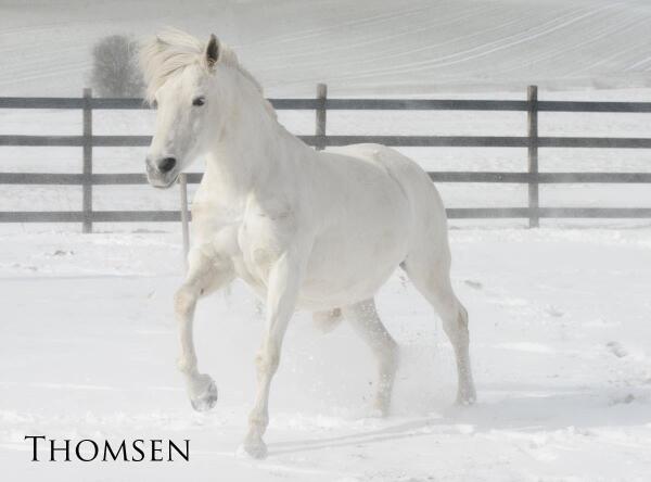 heartofahorse tweet picture