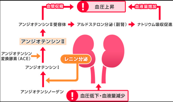 ゴロ 解剖生理イラスト 腎臓と血圧の関係の分かりやすい図 Http T Co Pbxevyrotf