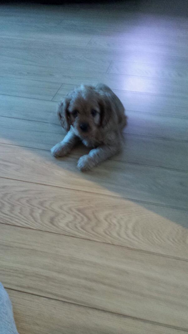 PixieUma tweet picture