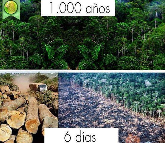 MUNDOANlMAL's tweet photo. 1000 años para crearse, pocos días para destruirse..... http://t.co/KCf6nEMlA2