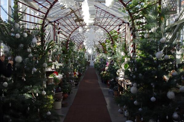 mohnundmehr's tweet photo. Weihnachtsbaumverkauf mit vielen Exoten: Coloradotanne, Korktanne und vieles mehr. http://t.co/BBxm2wzWEA http://t.co/IoP7ViOzHw