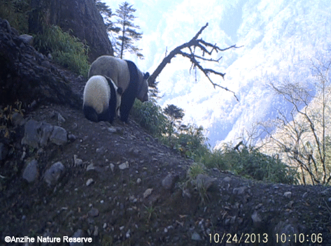 WWFespana's tweet photo. Una cámara trampa ha capturado este genial vídeo de una cría de panda y su madre en libertad http://t.co/L77OzABiNq http://t.co/GCqbS451iT