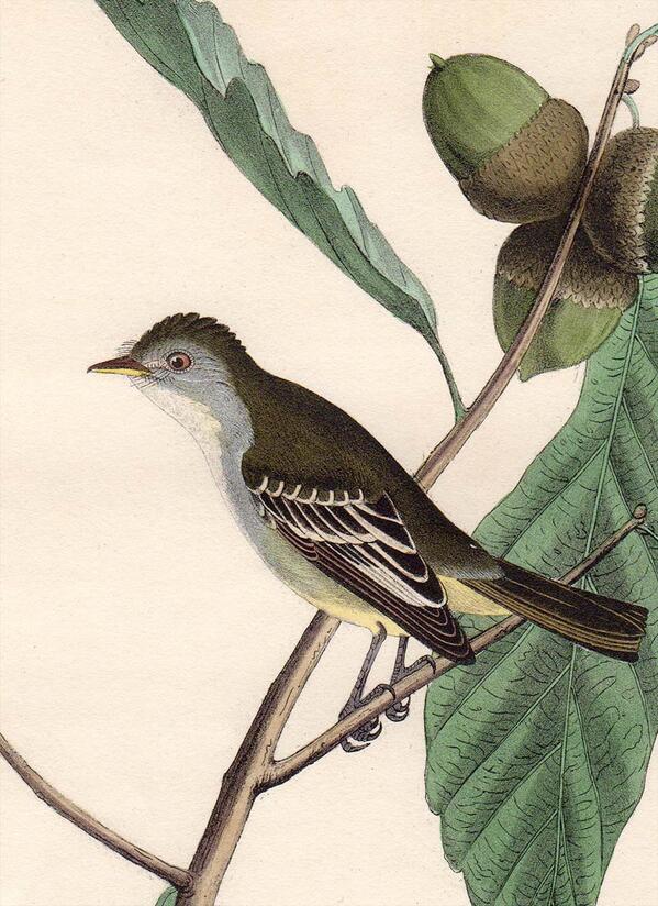 Audubon Collector (AudubonEric) Twitter