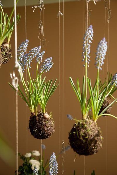 DstudioDValera's tweet image. Pequeños jardines colgantes

pinterest.com/pin/1296896642…