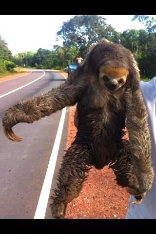 In Suriname painting road markings when this curious little guy wandered out from the jungle (we put him back) #sloth