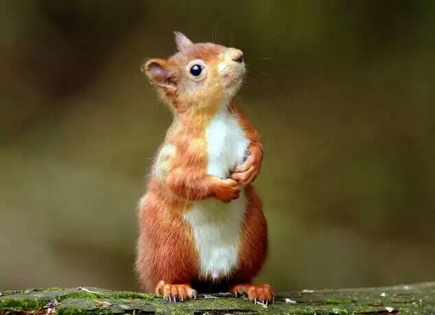 Squirrel Quotes on Twitter: Squirrel Quotes on Twitter: