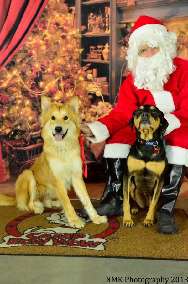 kmk_photography's tweet photo. My dogs with Santa at Camp Bow Wow.  #santa #campbowwow #photography #portraits http://t.co/nosCDYt1TP