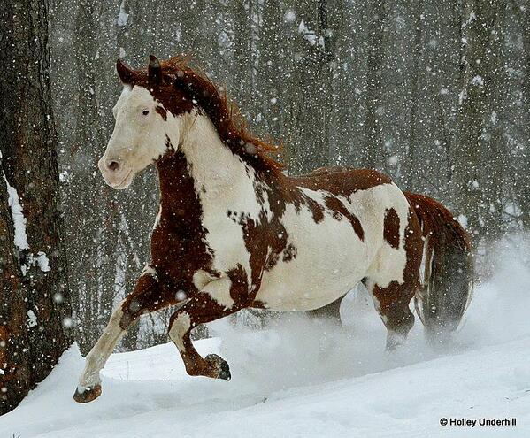 heartofahorse tweet picture
