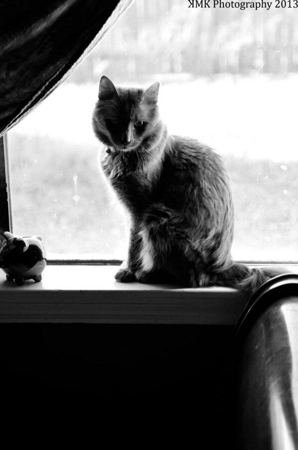 kmk_photography's tweet photo. Chevy #cat #photography #animals @IncredibleViews http://t.co/knOi2tIf9Q