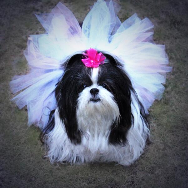 SommerPriss's tweet photo. Look STYLISH while supporting Angels for Animal Rescue in a tutu by @teacuptutucharm! 
@joannakrupa @angels4animalre http://t.co/We7eYz2f5A”