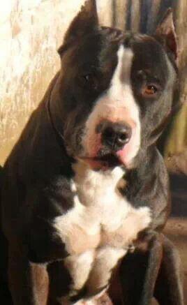 BCroi's tweet photo. My Dog actual... http://t.co/0217MzVoMP