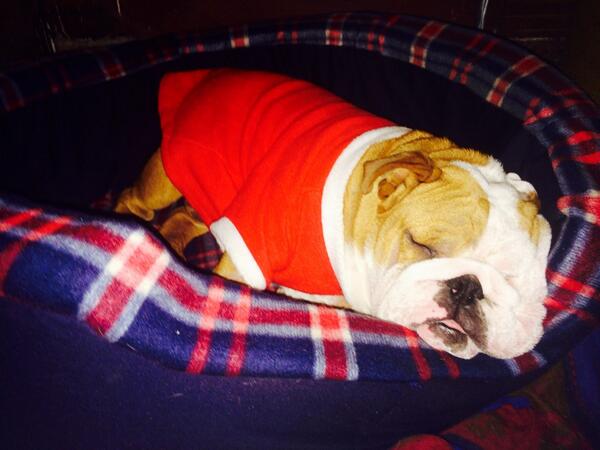 Feliz Noche #navidad #bulldogingles #sleep