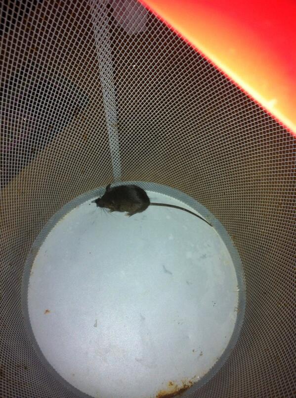 Jade Collings tweet media