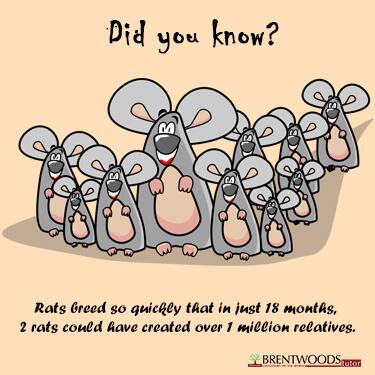 BrentwoodsTutor's tweet photo. Rats breed so quickly that in 18 month 2 rats can create around 1 million relatives.. #k12 #biology #science http://t.co/aGujskBYW9