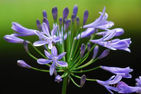 花言葉ラボ Hanarabo11 Twitter