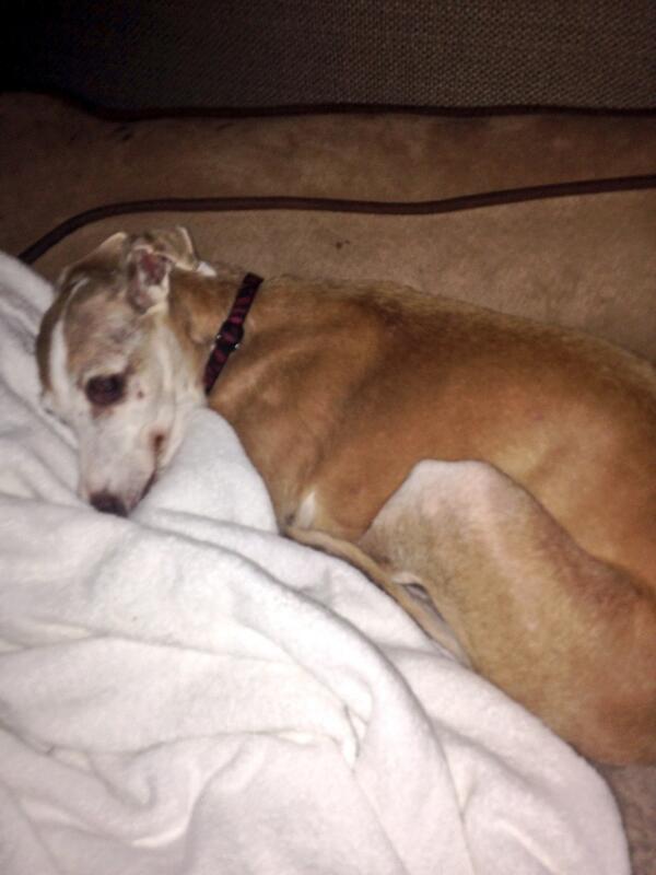 alexwattsss's tweet photo. Hoping my lil baby is okay😭🐶 http://t.co/FxLrz8LaiU