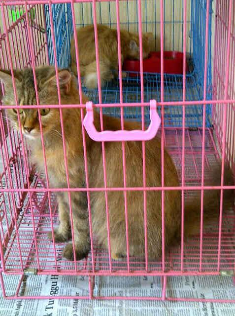 MiniPetShop's tweet photo. @infomalang @mr_iklan dijual kucing persia medium lagi hamil murmer 1,3juta aja.. http://t.co/uLBY0lxGg5