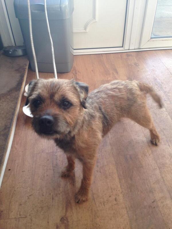 Border terrier Found... cricket street, Wigan.  Please share! #btposse please re-tweet!