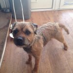 Photo by Border Terrier Posse (@BTposse)