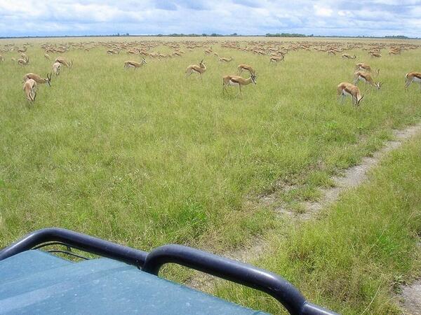 Its rare today to genuinely experience the luxury and authenticity of a safari in Africa.  menoakwena.com