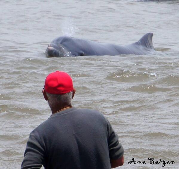 It doesn't take much to feel the dolphins energy