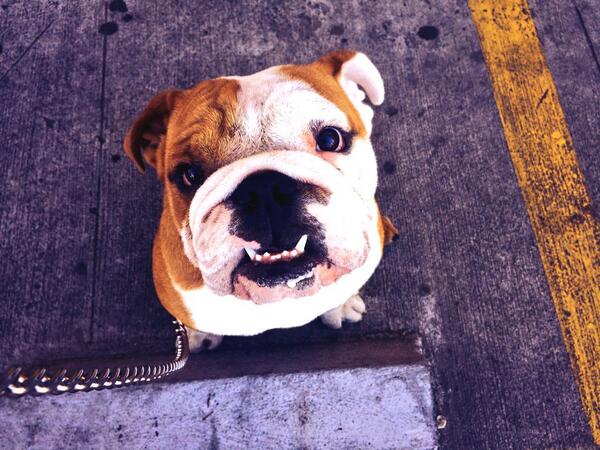 Pon tu mejor cara en este dia  #bulldogingles #miercoles #animos#navidad