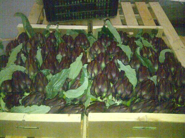 lupeymar's tweet photo. Y tambien violetas @Antoniogrupogue @disurca1 @McJuanManuel http://t.co/DBFNzTuBv6